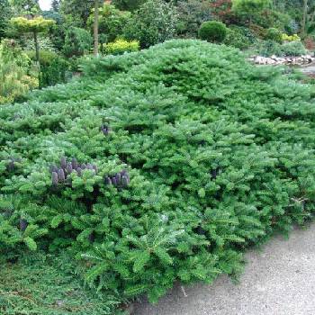 Пихта корейская Abies koreana  ‘Green Carpet’